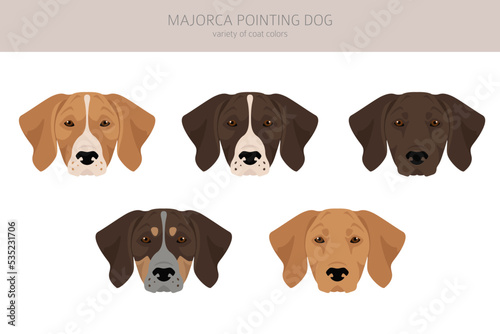 Majorca Pointing dog clipart. All coat colors set.  All dog breeds characteristics infographic
