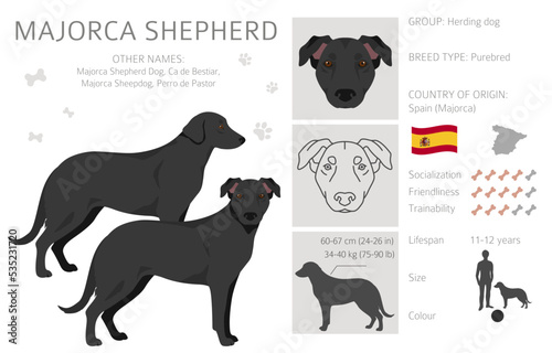 Majorca Shepherd dog clipart. All coat colors set.  All dog breeds characteristics infographic