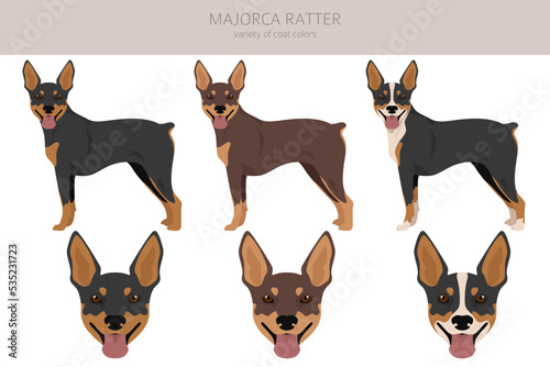 Majorca Ratter clipart. All coat colors set. All dog breeds characteristics infographic © a7880ss
