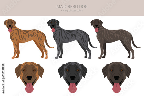Majorero dog clipart. All coat colors set.  All dog breeds characteristics infographic
