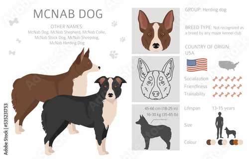 McNab dog clipart. All coat colors set. All dog breeds characteristics infographic