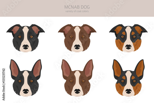 McNab dog clipart. All coat colors set. All dog breeds characteristics infographic