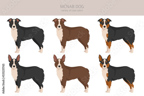 McNab dog clipart. All coat colors set.  All dog breeds characteristics infographic
