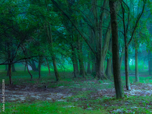 Morning forest in summer in thick fog. Dark gloomy woods  mysterious park.