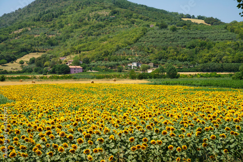 Summer landscape on the Colli Euganei, Padua, Italy