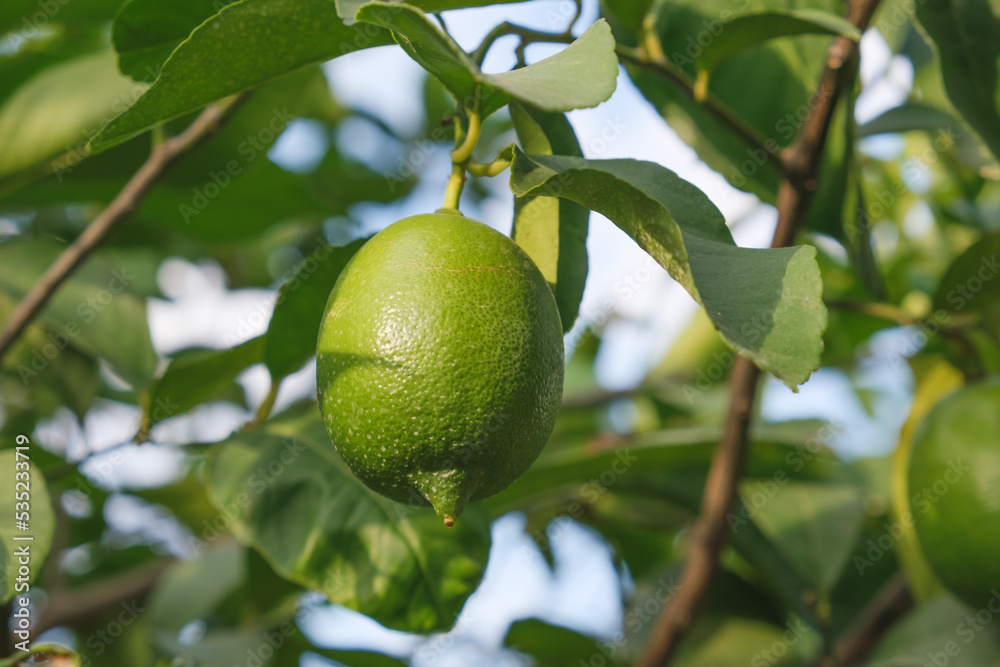 Close-up of a green lemon on a tree. Growing lemons in agriculture. Lemon tree with ripe fruits.
