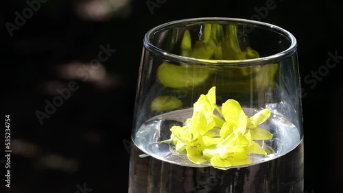 Solarizing yellow flowers in water to obtain flower essence.