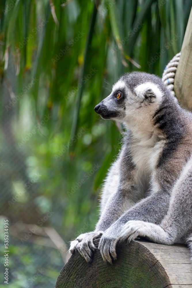 Obraz premium anillsfs tailed lemur, Lemuroidea, sitting quietly on a branch observing humans, mexico