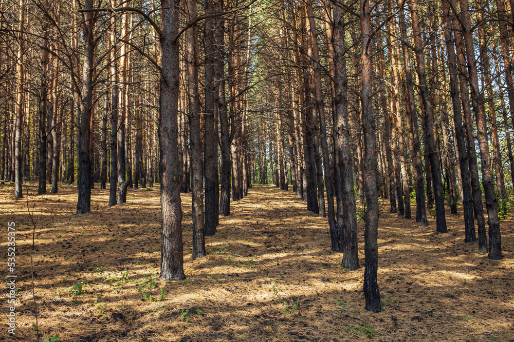 Fototapeta premium Beautiful pine forest in the rays of the evening sun at sunset. Autumn landscape with smooth tree trunks.