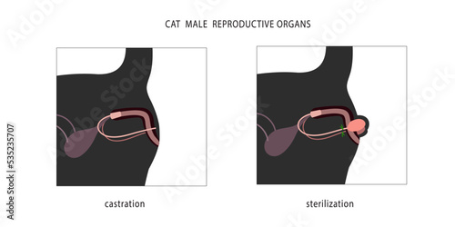 Two methods of male cats sterilization with and without testicles removal. Medical flat chart.
