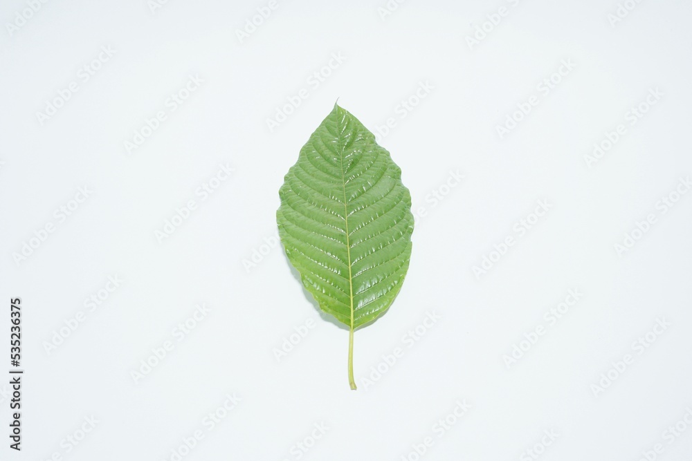 green leaf with water drops Mitragyna speciosa or hut on white background, herbs green leaf with water drops Mitragyna speciosa or hut on white background, herbs