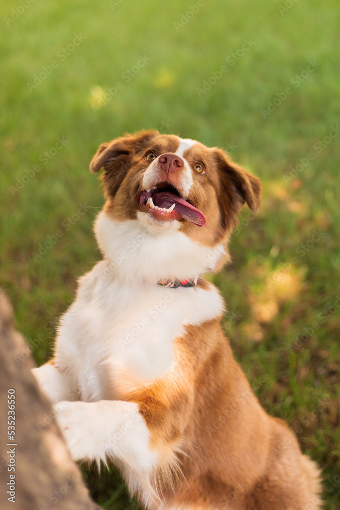 Miniature American Shepherd dog portrait. Cute dog in summer