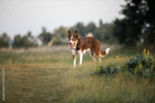 Fototapeta Naklejka Na Ścianę i Meble -  Border Collie dog with tongue out and happy face on the walk