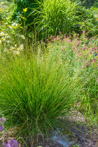 Fototapeta Naklejka Na Ścianę i Meble -  Miscanthus millet, decorative garden grass