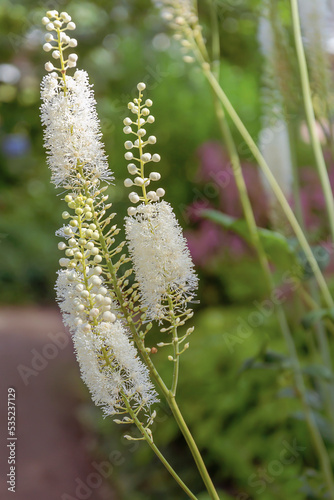 Lush inflorescences of Cymicifuga racemose on the background of garden greenery