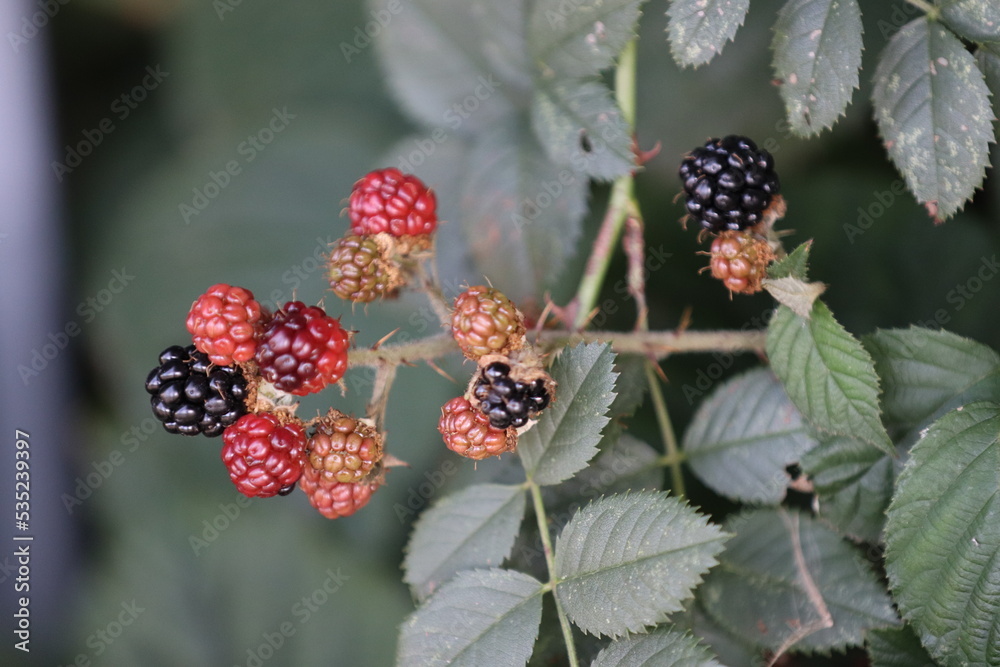 blackberry bush with berries blackberry bush with berries