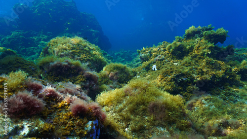 Underwater photo of colorful plants in a beautiful landscape in rays of light © Johan