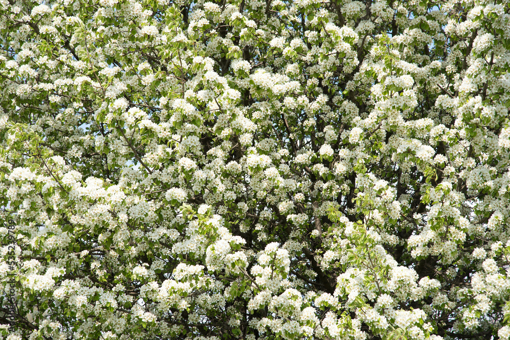 spring tree, blossom apple trees on a beautiful background spring tree, blossom apple trees on a beautiful background