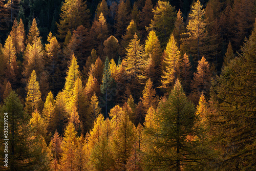 Forest of larch trees in glowing autumn colors in the Ecrins National Park. Fall in the Oisans Massif, La Grave, Hautes Alpes, Alps, France