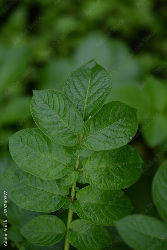 potato bushes, green young leaves potato close-up, leaf veins, stems of a nightshade plant, against the background of black soil, background, organic vegetable garden potato bushes, green young leaves potato close-up, leaf veins, stems of a nightshade plant, against the background of black soil, background, organic vegetable garden