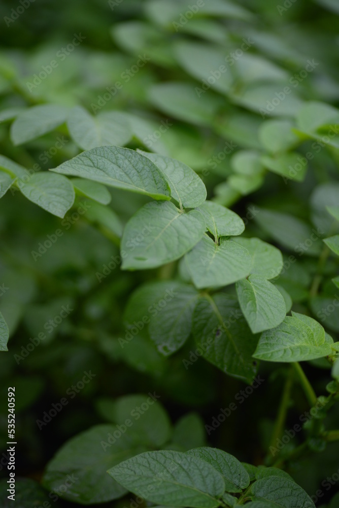 potato bushes, green young leaves potato close-up, leaf veins, stems of a nightshade plant, against the background of black soil, background, organic vegetable garden potato bushes, green young leaves potato close-up, leaf veins, stems of a nightshade plant, against the background of black soil, background, organic vegetable garden