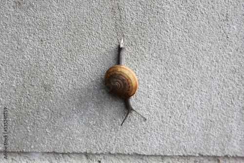 snails on the wall of the house