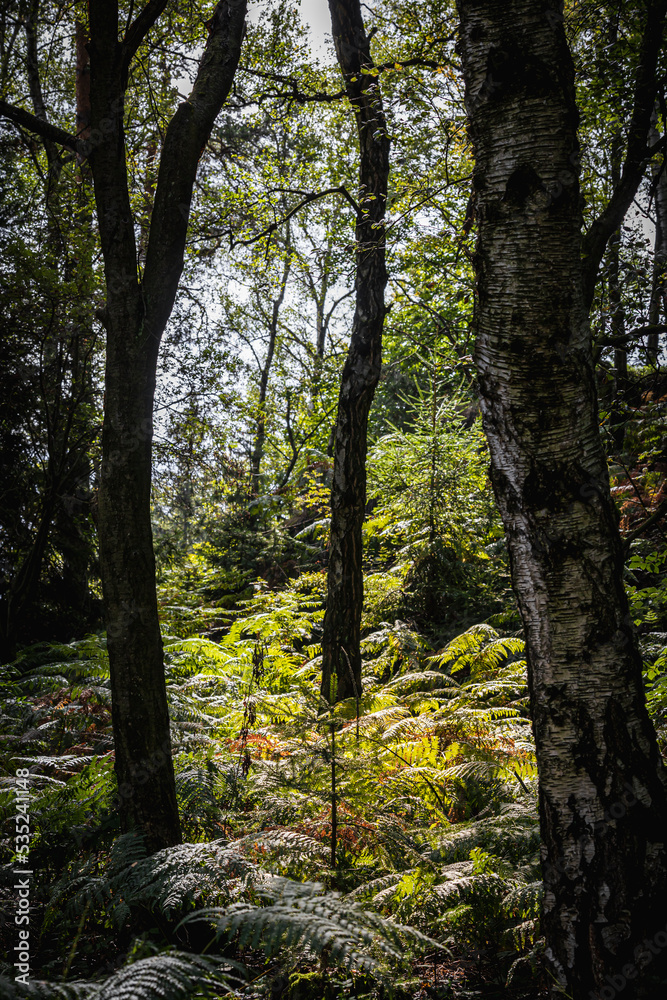 forest in autumn