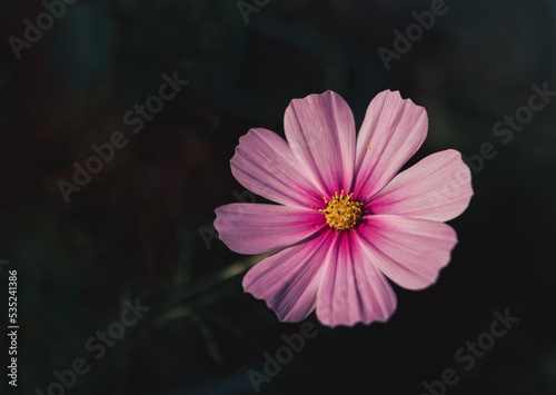 Close-up of Sonata Pink Blush or Cosmos Bipinnatus in bloom against a dark blurred background. Flower macro photography in moody tones and empty space for text