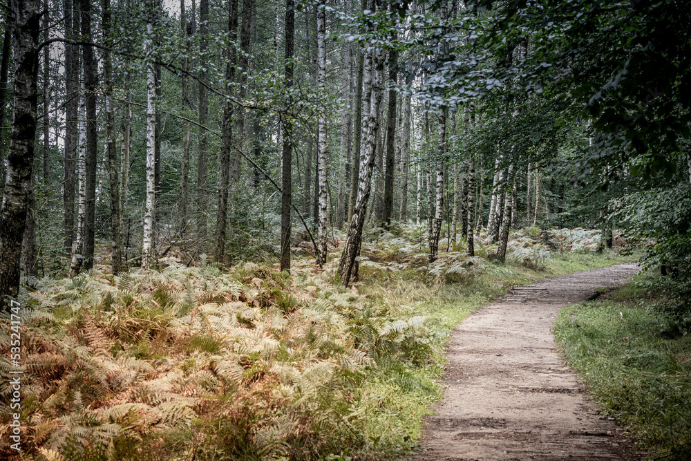 Fototapeta premium path in the woods
