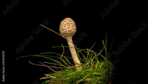 timelapse of parasol mushroom (Macrolepiota procera) on black background