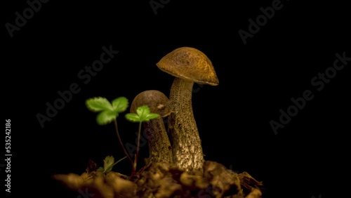 Mushroom Growing. Mushroom boletus edilus isolated on black. Timelapse photo