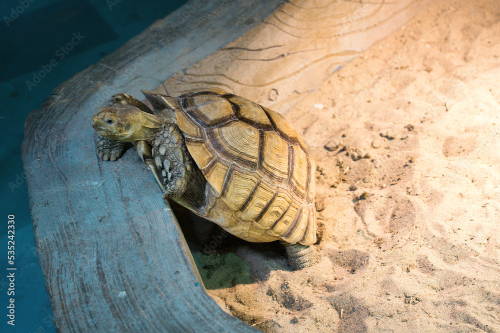 Naklejka premium turtle on the beach