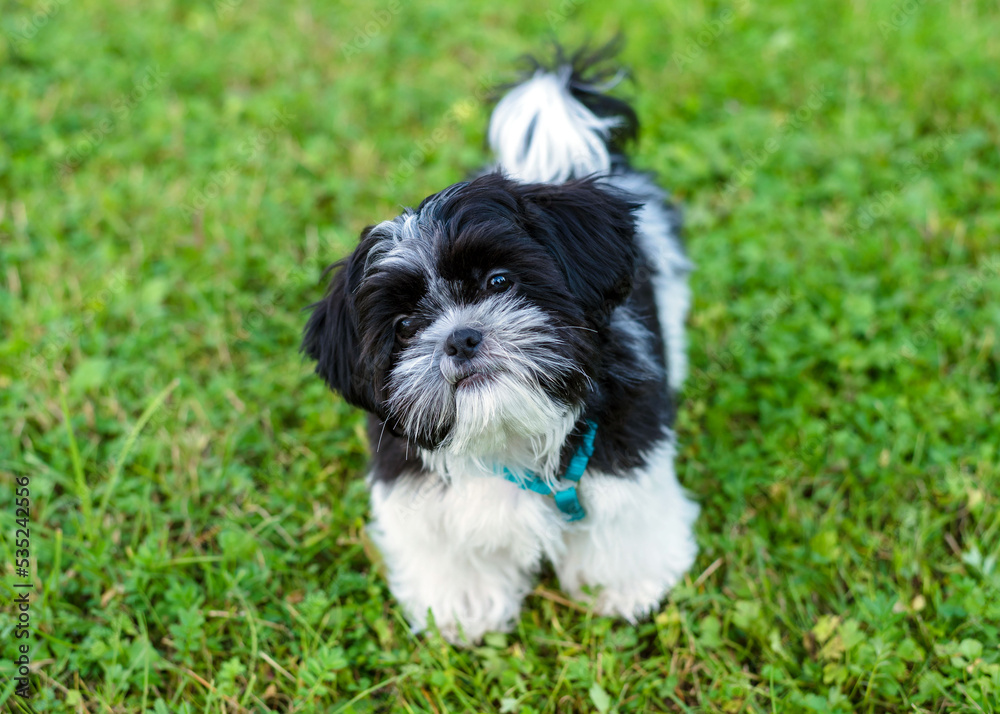 Shih tzu puppy on the grass, close-up Shih tzu puppy on the grass, close-up