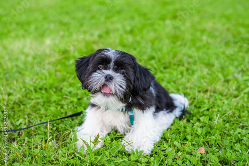 Shih tzu puppy on the grass, close-up