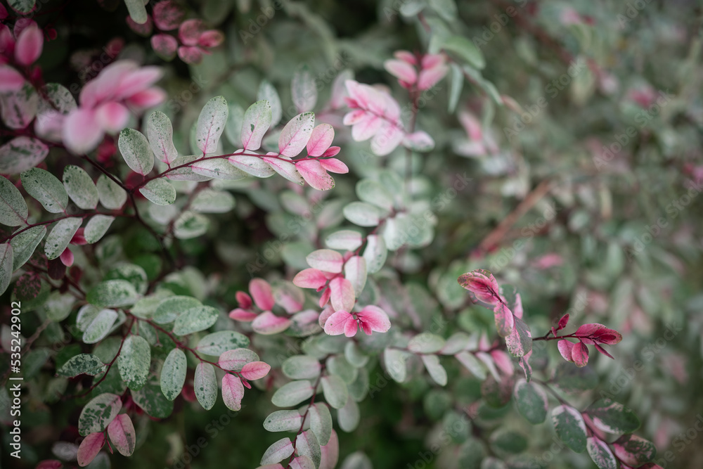 White leaves with light green and pink of snowbush or Foliage-flower background White leaves with light green and pink of snowbush or Foliage-flower background