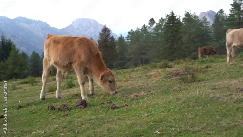 cow eating grass in a green field in the Basque Country cow eating grass in a green field in the Basque Country