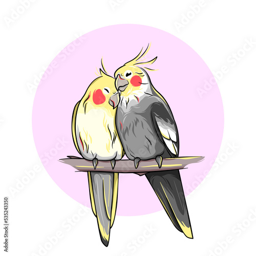 Corella parrots, a pair of two cute lovely birds on a branch