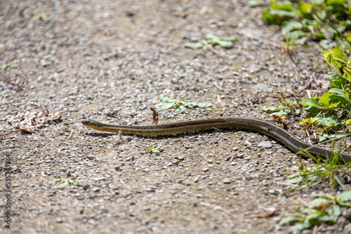 A common garter snake slithering along a hiking path in Ontario.