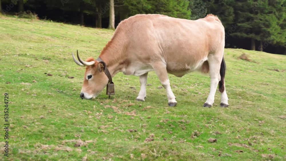 cow eating grass in a green field in the Basque Country cow eating grass in a green field in the Basque Country