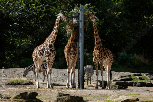 Canvas Print Giraffes