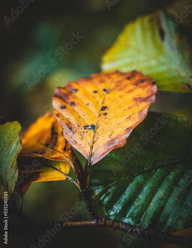 macro shot of a leaf in autumn in red, orange, yellow and green. Beautiful autumn mood