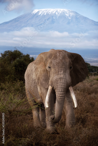 Elephant grazes in front of Mount Kilimanjaro