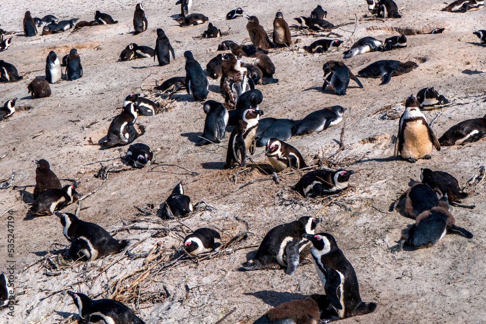 Obraz premium Boulders Beach Penguin Colony. Penguins resting on the rocks and sand. Black footed penguins.