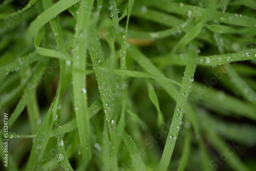 grass close-up after rain, raindrop background sustainable development nature and city, budb green, natural lawn dew, grass gradient texture