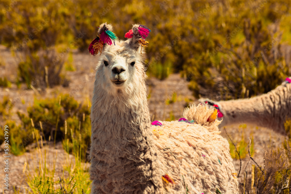 Obraz premium Andean llama from the Jujuy highlands