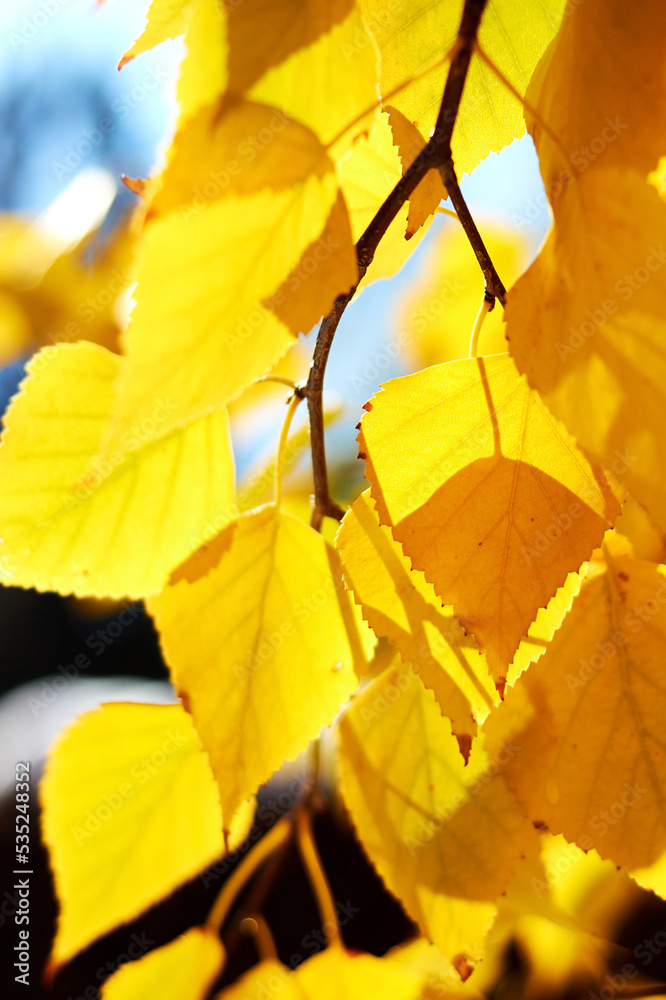 Obraz premium background with autumn yellow birch leaves in sunny day