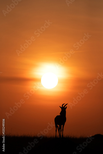 Silhouette of Topi and dramatic sun at Masai Mara, Kenya © Dr Ajay Kumar Singh
