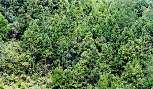 Aerial view of summer green trees in forest