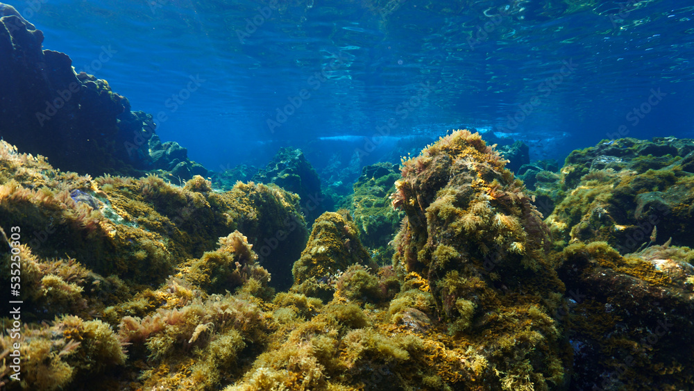 Fototapeta premium Underwater photo of colorful plants in a beautiful landscape in rays of light