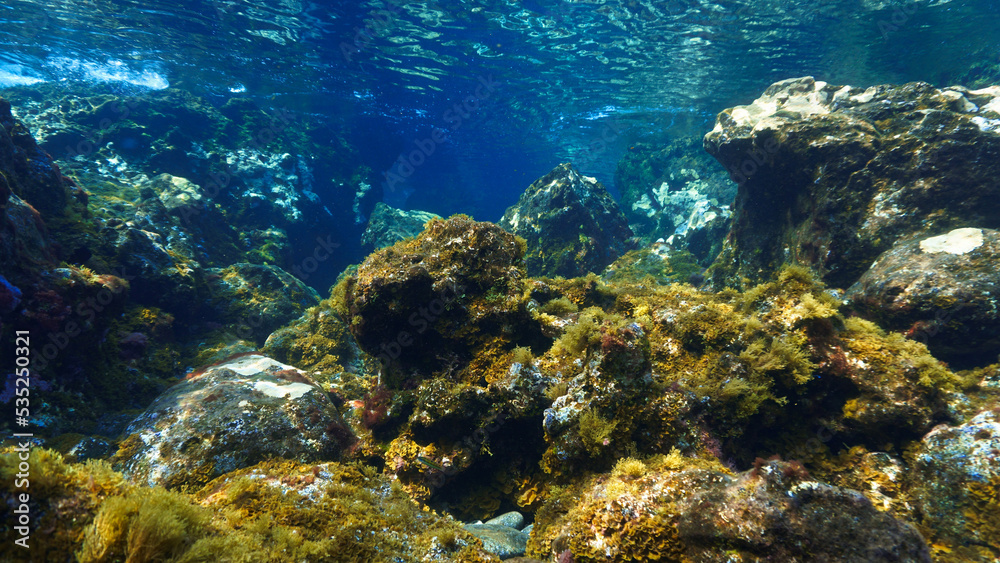 Underwater photo of colorful plants in a beautiful landscape in rays of light Underwater photo of colorful plants in a beautiful landscape in rays of light